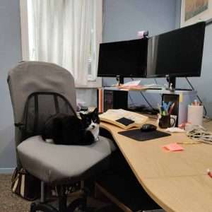 Tuxedo cat on desk chair next to two monitors